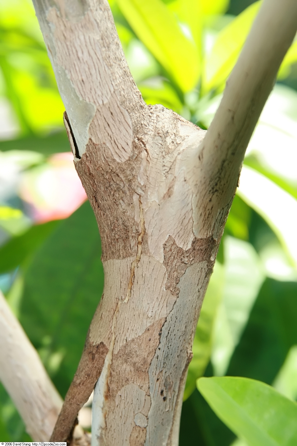 Allspice: Location taken: United States Botanic Garden. Names: Pimenta dioica (L.) Merr., Allehaande, Allehånde, Allgewürz, Allgewürz, Allrahanda, Allspice, Alspice, Âmaj