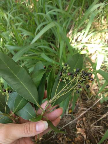 Allspice (Pimenta dioica)