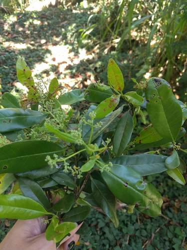Allspice (Pimenta dioica)