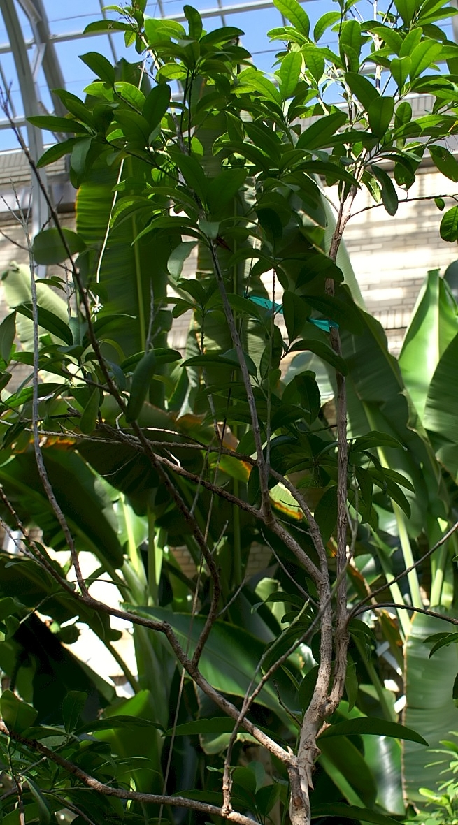 Allspice: Location taken: United States Botanic Garden. Names: Pimenta dioica (L.) Merr., Allehaande, Allehånde, Allgewürz, Allgewürz, Allrahanda, Allspice, Alspice, Âmaj