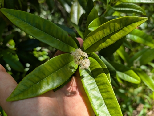 Allspice (Pimenta dioica)