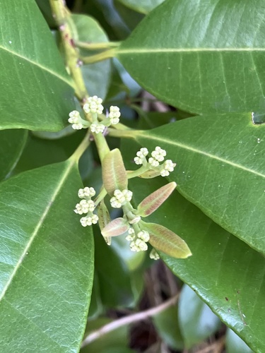 Allspice (Pimenta dioica)