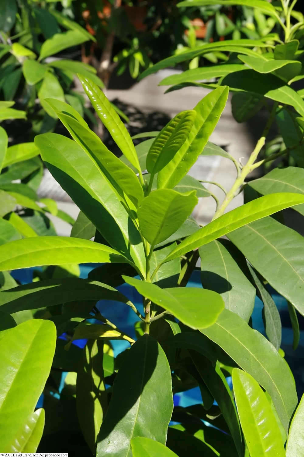 Allspice: Location taken: United States Botanic Garden. Names: Pimenta dioica (L.) Merr., Allehaande, Allehånde, Allgewürz, Allgewürz, Allrahanda, Allspice, Alspice, Âmaj