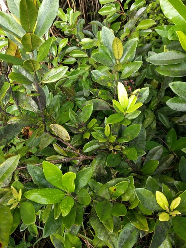 Allspice (Pimenta dioica)