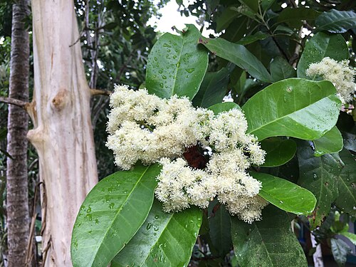 Allspice: Piment flower after rainfall in Uaxactún, Guatemala
