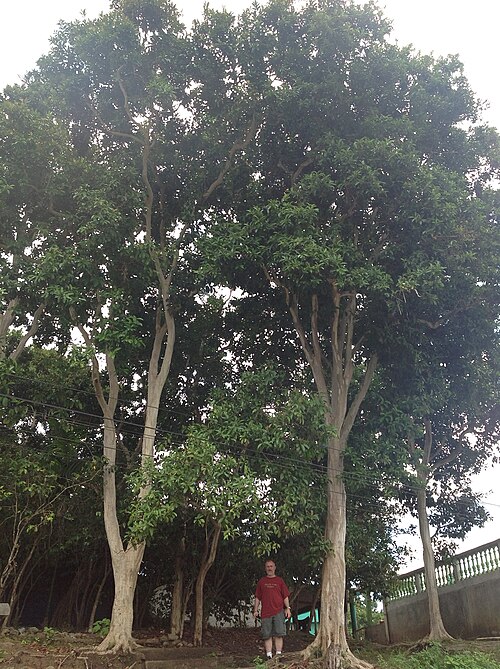 Allspice: Mature trees of Pimenta dioica in San Cristobal, Alta Verapaz, Guatemala.