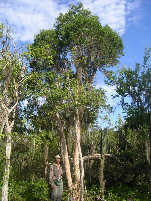 Pimenta haitiensis: Arbol de canelilla de Jaragua