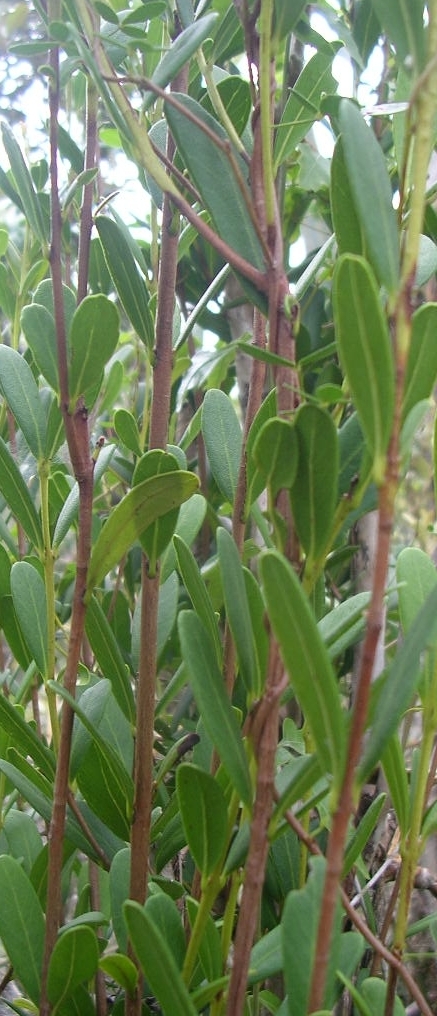 Pimenta haitiensis: Leaves of canelilla de Jaragua (Pimenta haitiensis) in Jaragua National Park from a pruned tree