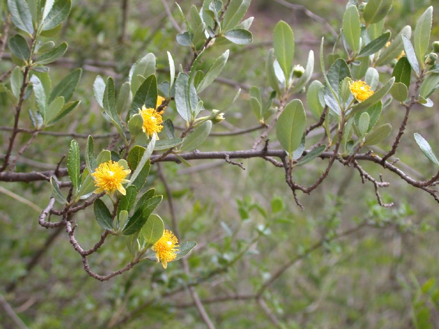 Pineda incana: Pineda incana (Salicaceae) from PERU: Cusco: Urubamba Pumahuanca: 400 m upstream of town. Vouchers at BH, HUT.