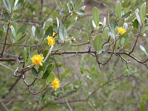 Pineda incana: Pineda incana (Salicaceae) from PERU: Cusco: Urubamba Pumahuanca: 400 m upstream of town. Vouchers at BH, HUT.