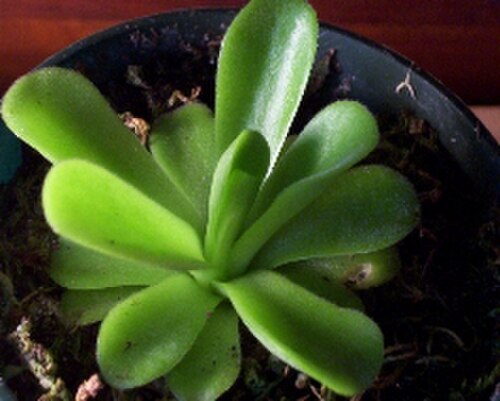 Pinguicula agnata: An image of a Mexican butterwort, Pinguicula agnata, from a personal collection. There are many varieties of Pinguicula agnata with different shapes and sizes.