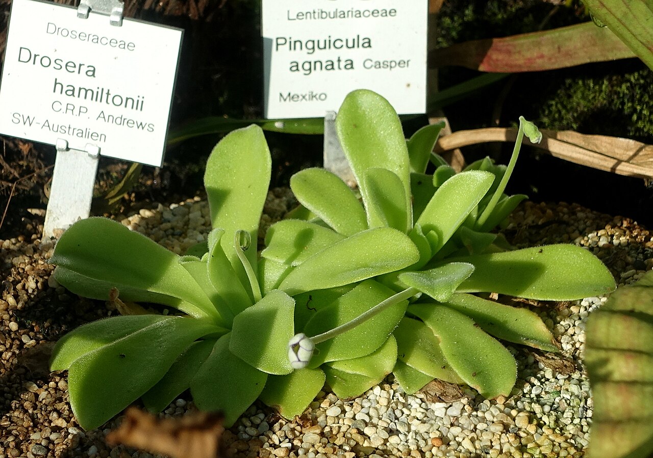 Pinguicula agnata: Botanical specimen in the Botanischer Garten Braunschweig - Braunschweig, Germany.