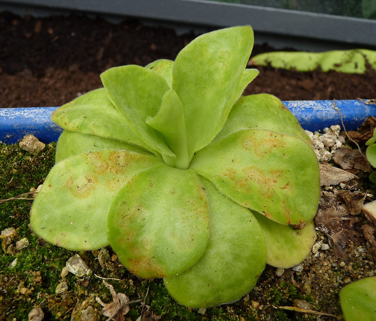 Pinguicula agnata: Pinguicula agnata . Carnivorous plants exhibition in Botanical garden Brno (2010).