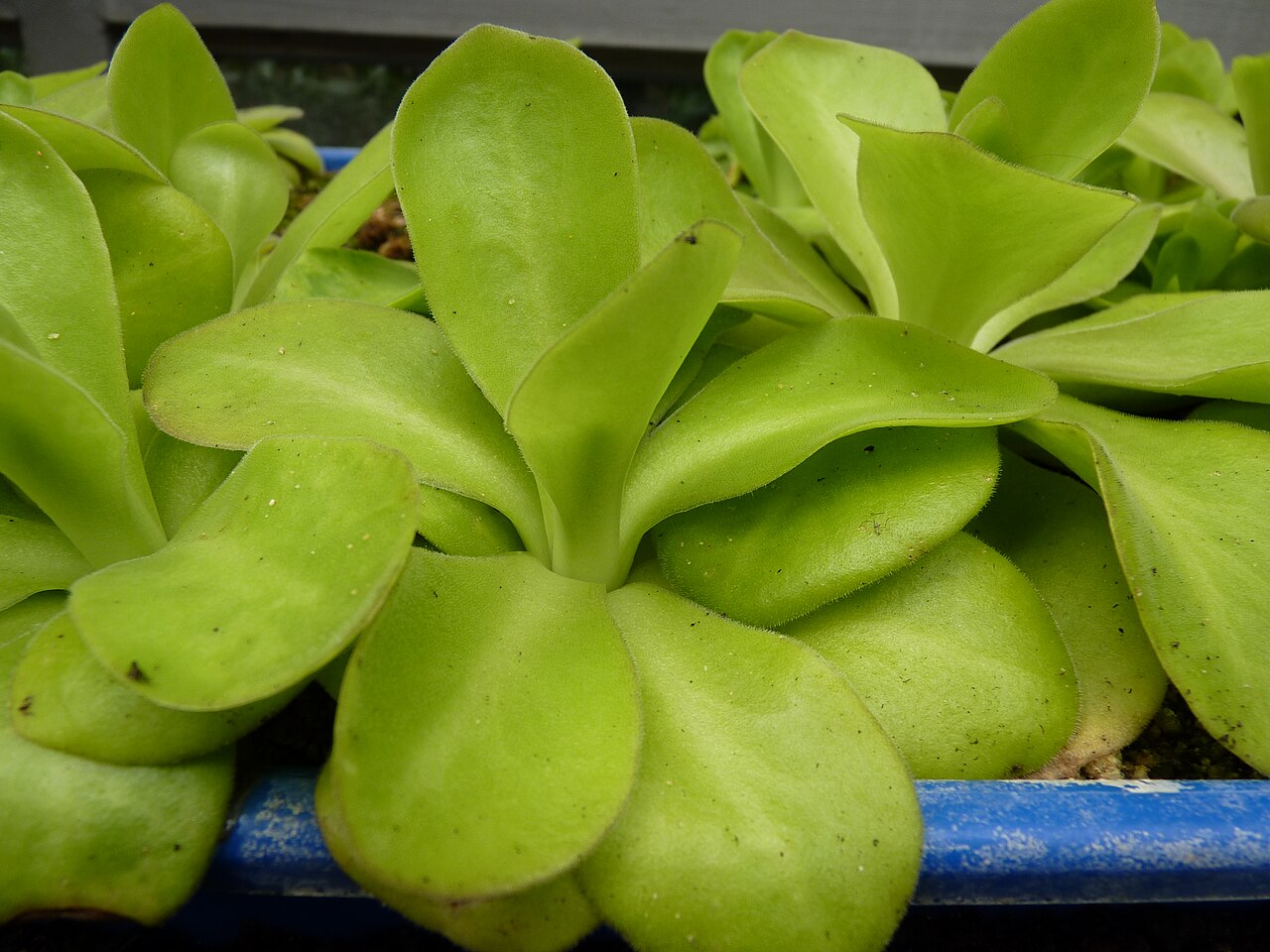 Pinguicula agnata: Pinguicula agnata . Carnivorous plants exhibition in Botanical garden Brno (2010).
