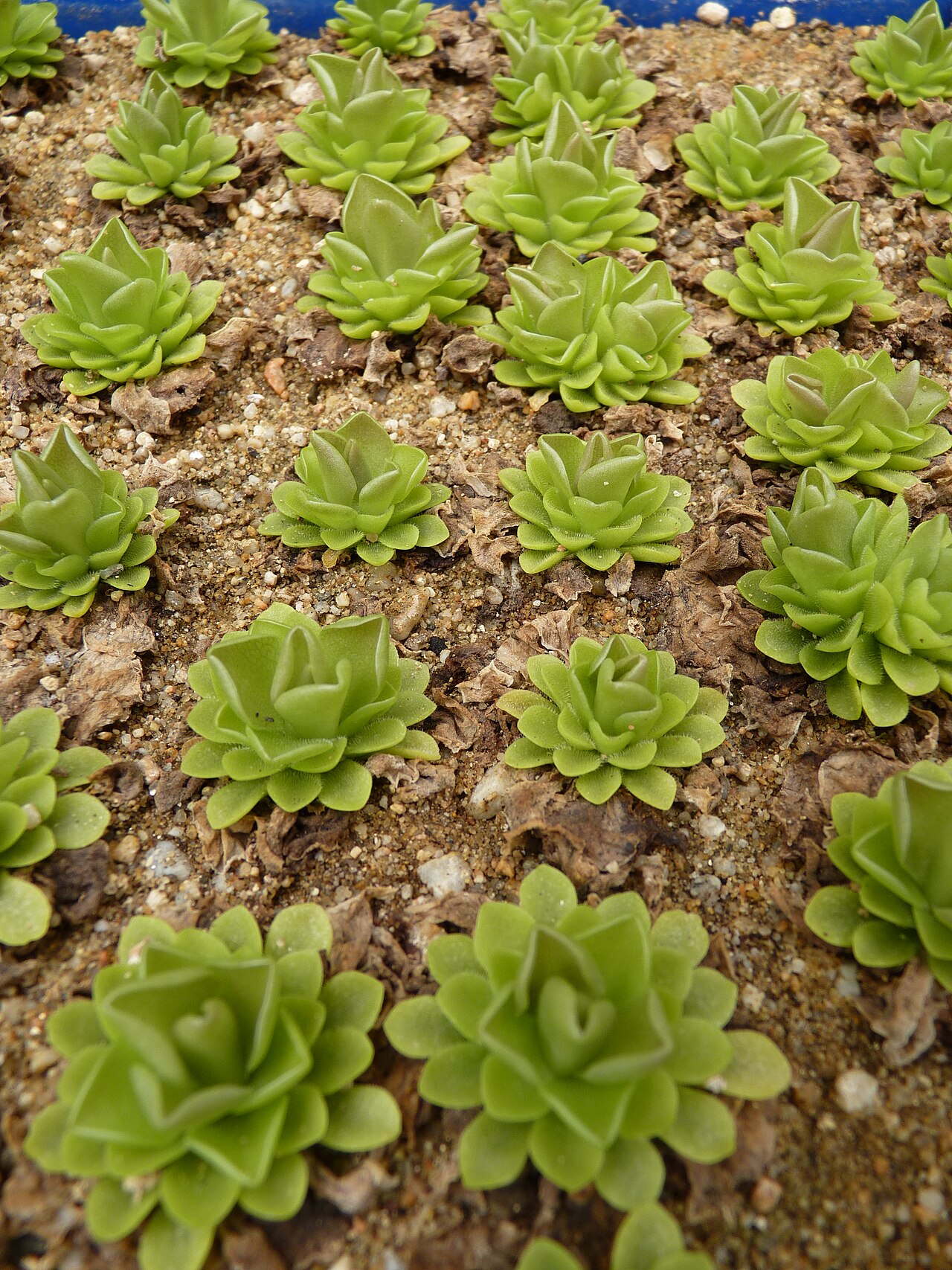 Pinguicula agnata: Pinguicula agnata . Carnivorous plants exhibition in Botanical garden Brno (2010).