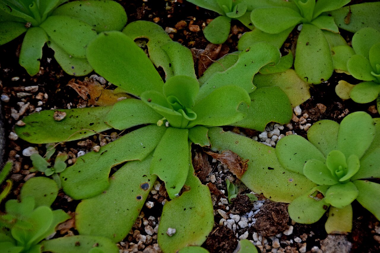 Pinguicula agnata: Pinguicula agnata in Jardin des Plantes de Toulouse