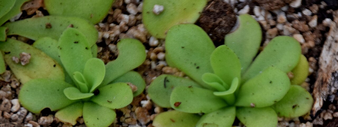 Pinguicula agnata: Pinguicula agnata in Jardin des Plantes de Toulouse