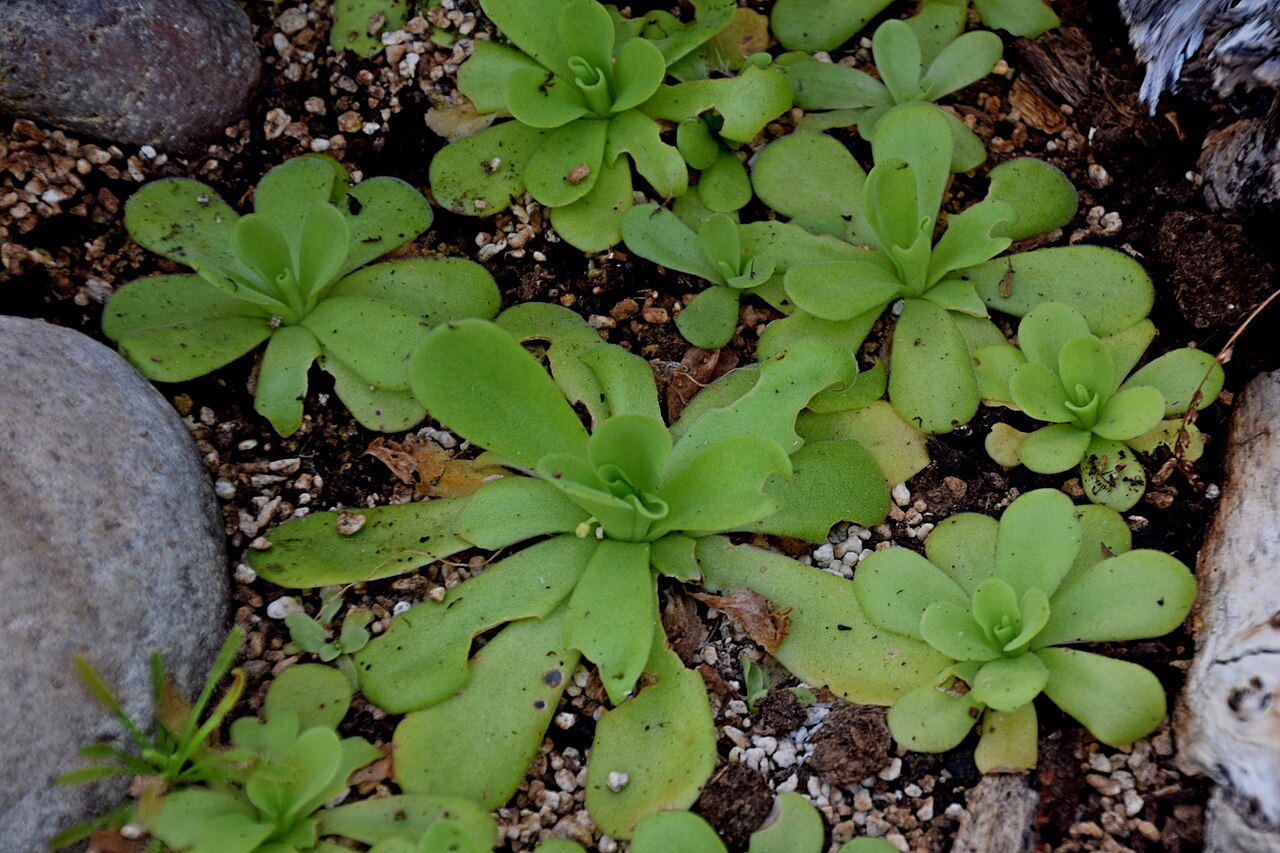 Pinguicula agnata: Pinguicula agnata in Jardin des Plantes de Toulouse