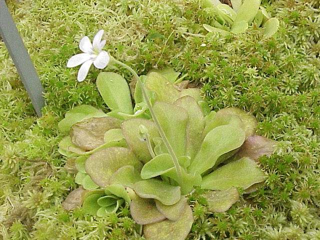 Pinguicula agnata: Species : Pinguicula agnata Family : Lentibulariaceae Image No. 1