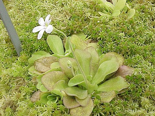 Pinguicula agnata: Species : Pinguicula agnata Family : Lentibulariaceae Image No. 1