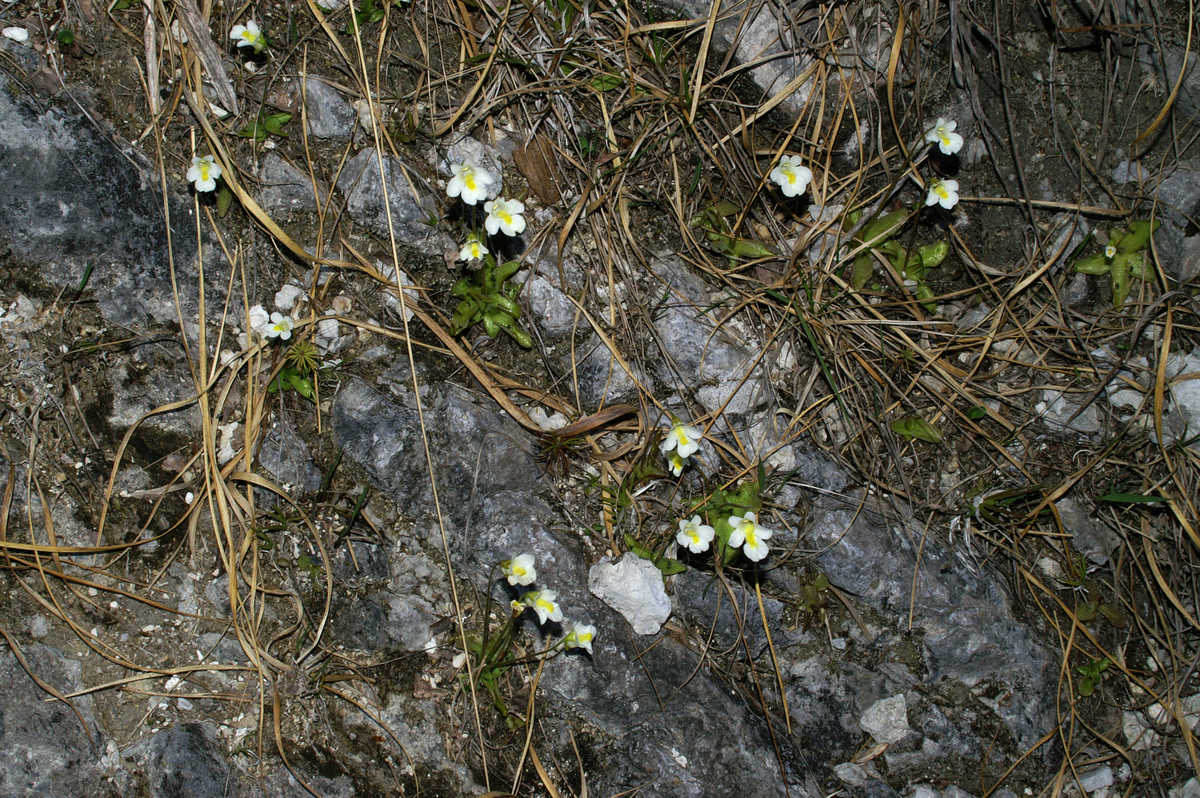 Alpine butterwort: Alpska mastnica v Polhovem Gradcu.