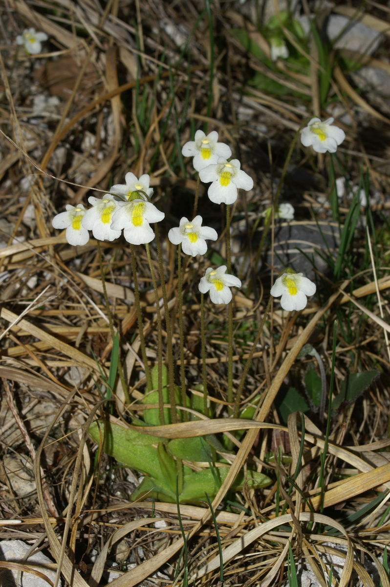 Alpine butterwort: Alpska mastnica v Polhovem Gradcu.