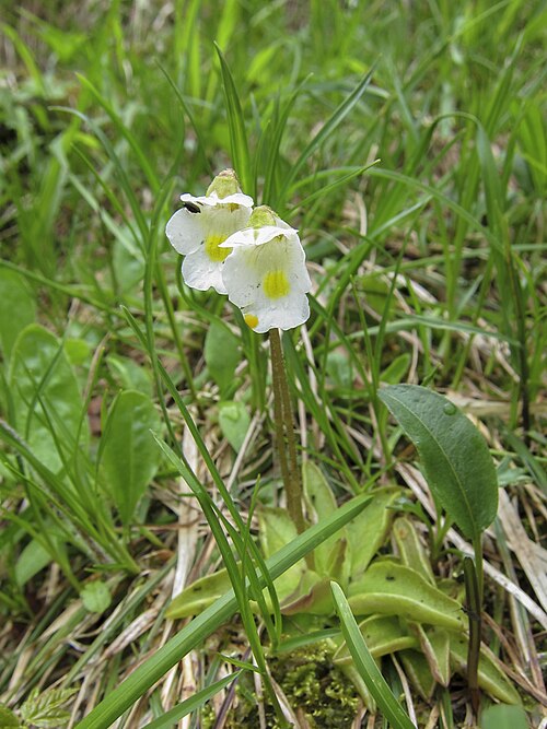 Alpine butterwort: Alpen-Fettkraut (Pinguicula alpina) - DAV Kräuterwanderung Jägerkamp