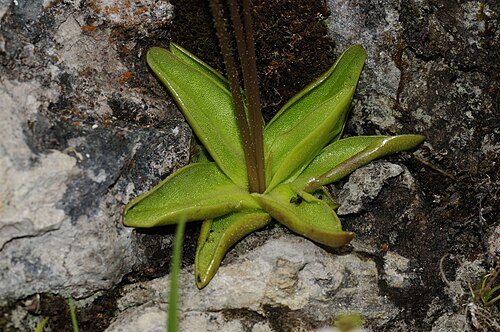 Alpine butterwort: Please report references to spam@lagrada.de .