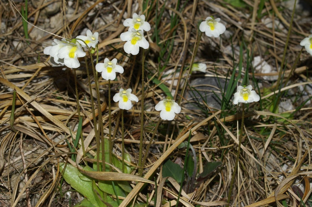 Alpine butterwort: Alpska mastnica v Polhovem Gradcu.