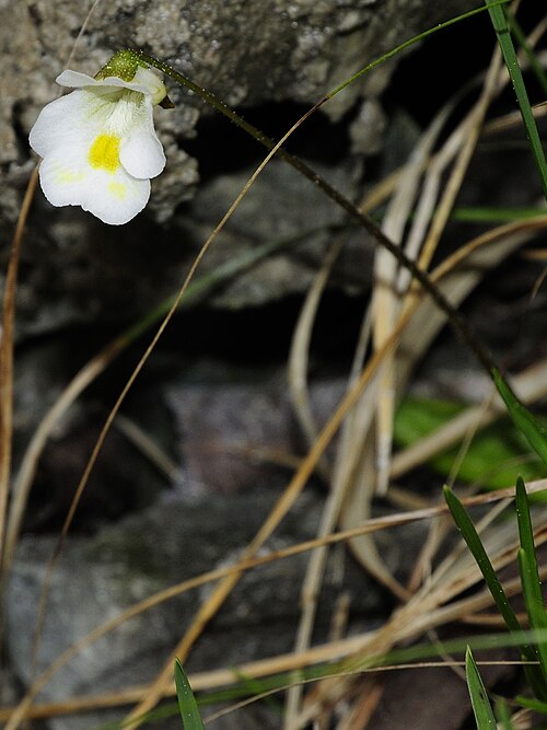 Alpine butterwort: Please report references to spam@lagrada.de .