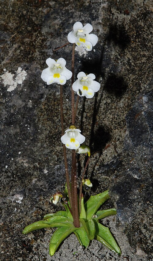 Alpine butterwort: ' Pinguicula alpina , Trifsteig / Reichraminger Hintergebirge, Austria