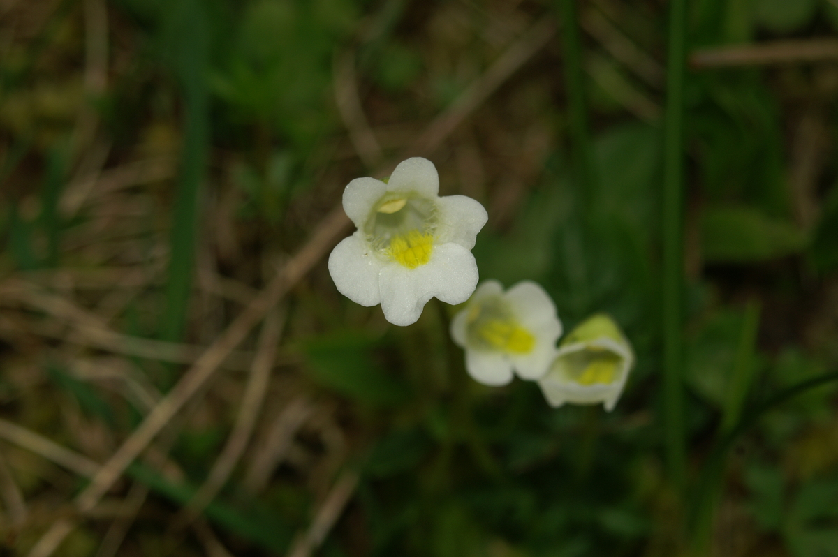 Alpine butterwort: Alpska mastnica na Vršiču.