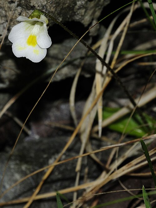 Alpine butterwort: Please report references to spam@lagrada.de .