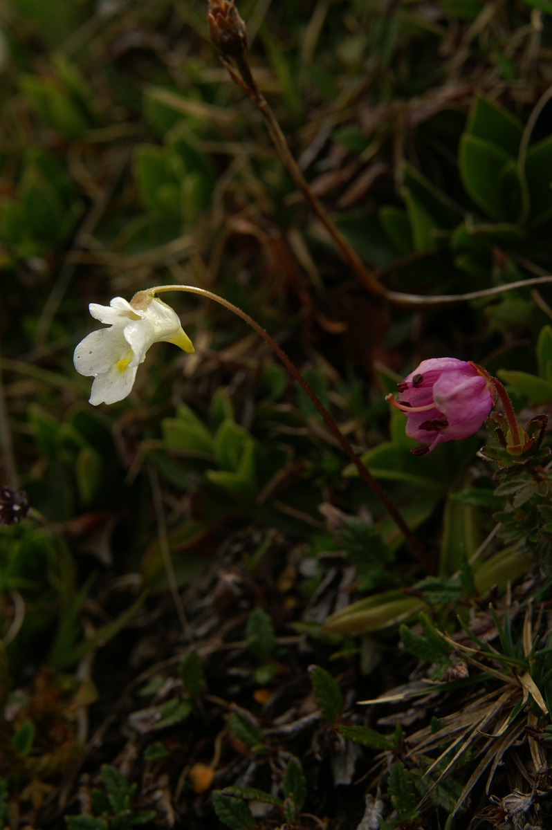 Alpine butterwort: Alpska mastnica na Kepi.