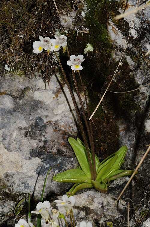Alpine butterwort: Please report references to spam@lagrada.de .