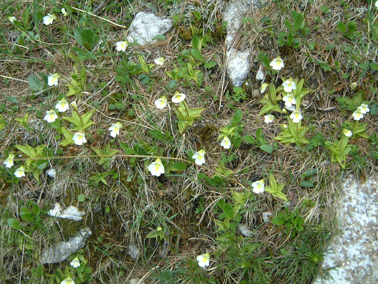 Alpine butterwort: Pinguicula alpina