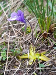 Pinguicula arvetii (Pinguicula arvetii)