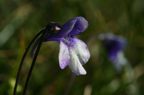 Pinguicula arvetii (Pinguicula arvetii)