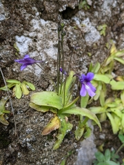 Pinguicula caussensis (Pinguicula caussensis)