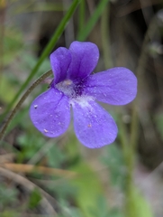 Pinguicula caussensis (Pinguicula caussensis)