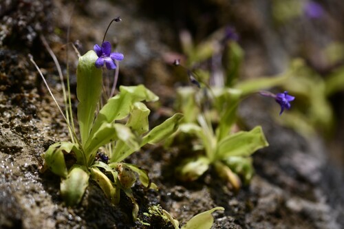 Pinguicula caussensis (Pinguicula caussensis)