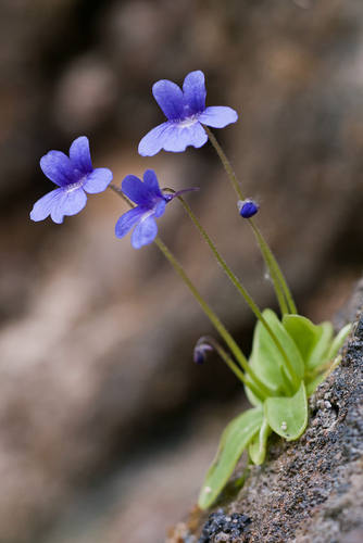 Pinguicula caussensis (Pinguicula caussensis)