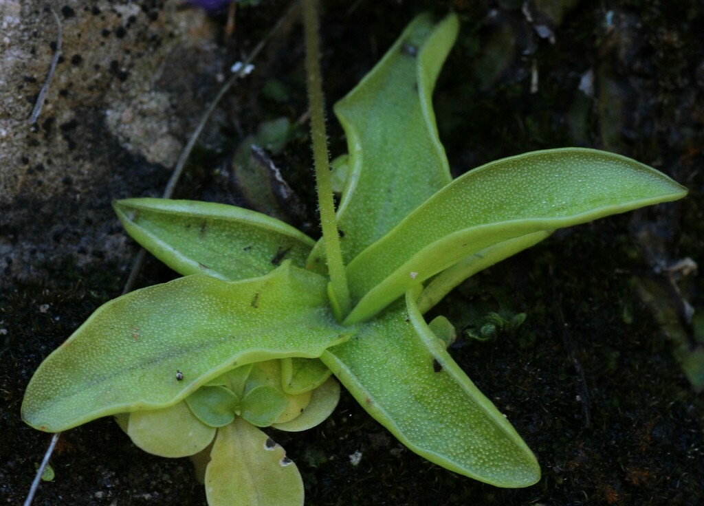 Pinguicula caussensis (Pinguicula caussensis)