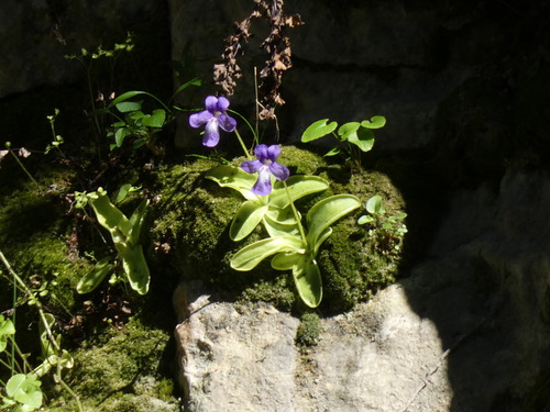 Pinguicula caussensis (Pinguicula caussensis)