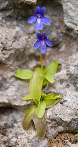 Pinguicula caussensis (Pinguicula caussensis)
