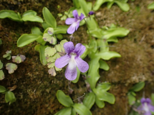 Pinguicula caussensis (Pinguicula caussensis)