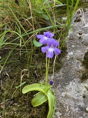 Pinguicula caussensis (Pinguicula caussensis)