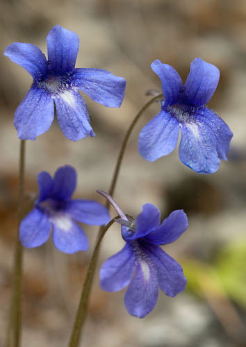 Pinguicula caussensis (Pinguicula caussensis)