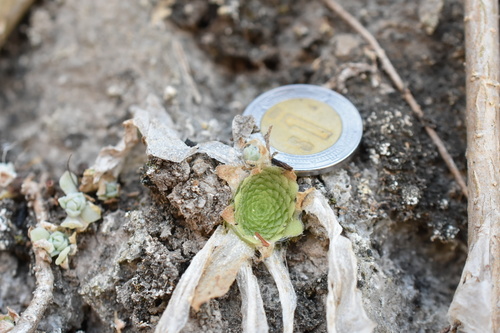 Pinguicula colimensis (Pinguicula colimensis)