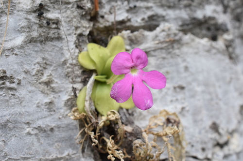 Pinguicula colimensis (Pinguicula colimensis)